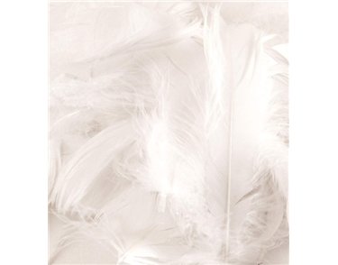50G ASST WHITE FEATHERS