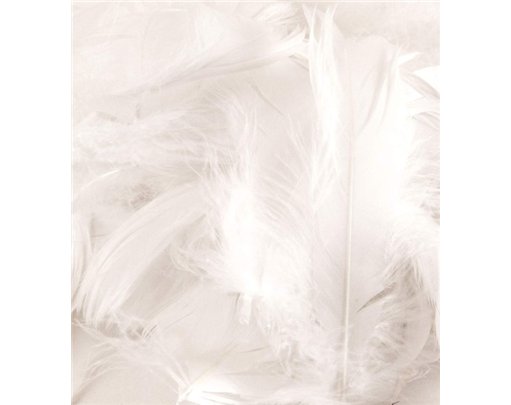 50G ASST WHITE FEATHERS