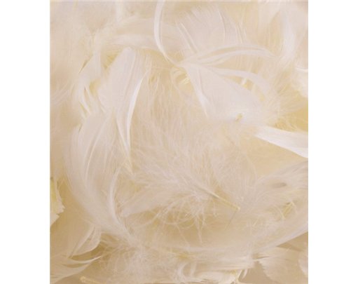 50G ASST IVORY FEATHERS