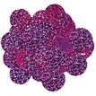 50G 25MM HOLOGRAPHIC FUCHSIA CONFETTI