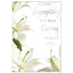 C50 SYMPATHY REFLECTIVE THOUGHTS 6S