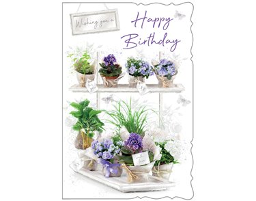 C75 OPEN BIRTHDAY EVERYDAY 6S