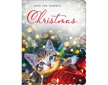 C50 OPEN APERTURE REGAL XMAS 6S