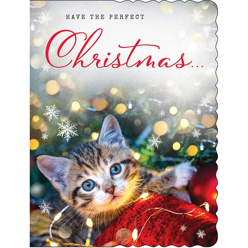 C50 OPEN APERTURE REGAL XMAS 6S