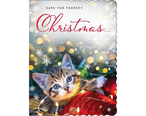 C50 OPEN APERTURE REGAL XMAS 6S