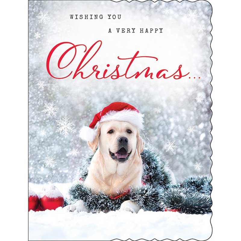 C50 OPEN APERTURE REGAL XMAS 6S
