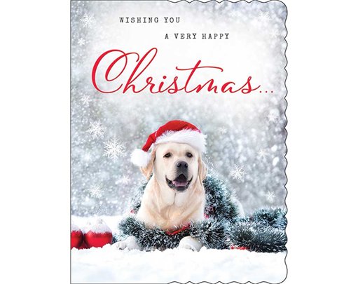 C50 OPEN APERTURE REGAL XMAS 6S