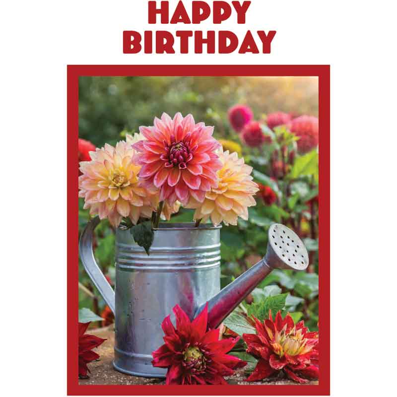 C50 DAHLIAS IN WATERING CAN BIRTHDAY CARD 6S