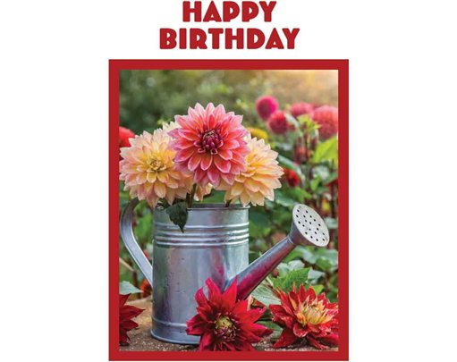 C50 DAHLIAS IN WATERING CAN BIRTHDAY CARD 6S