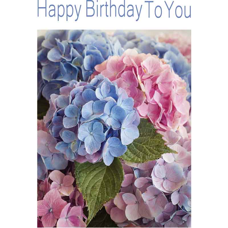 C50 HYDRANGEA FLOWERS BIRTHDAY CARD 6S