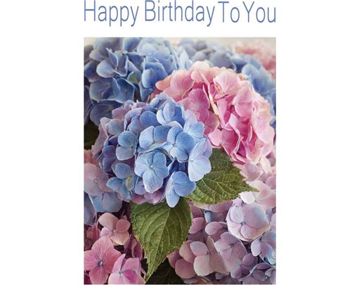 C50 HYDRANGEA FLOWERS BIRTHDAY CARD 6S