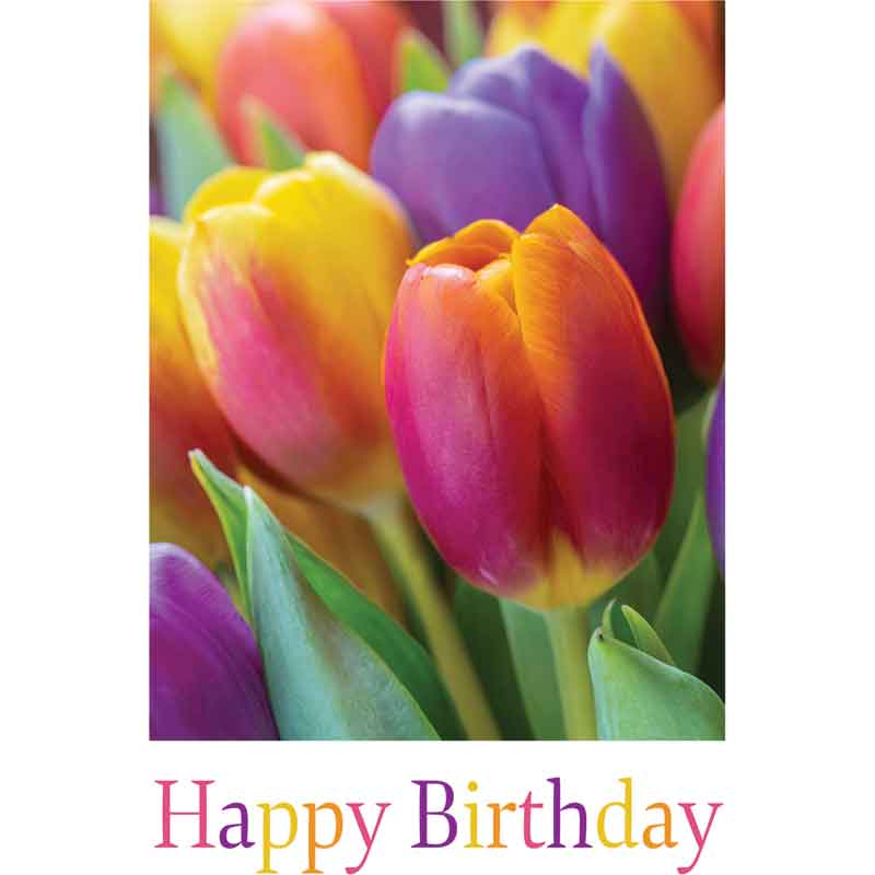 C50 TULIPS BIRTHDAY CARD 6S