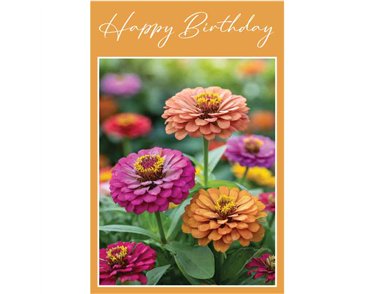 C50 ZINNIAS BIRTHDAY CARD 6S