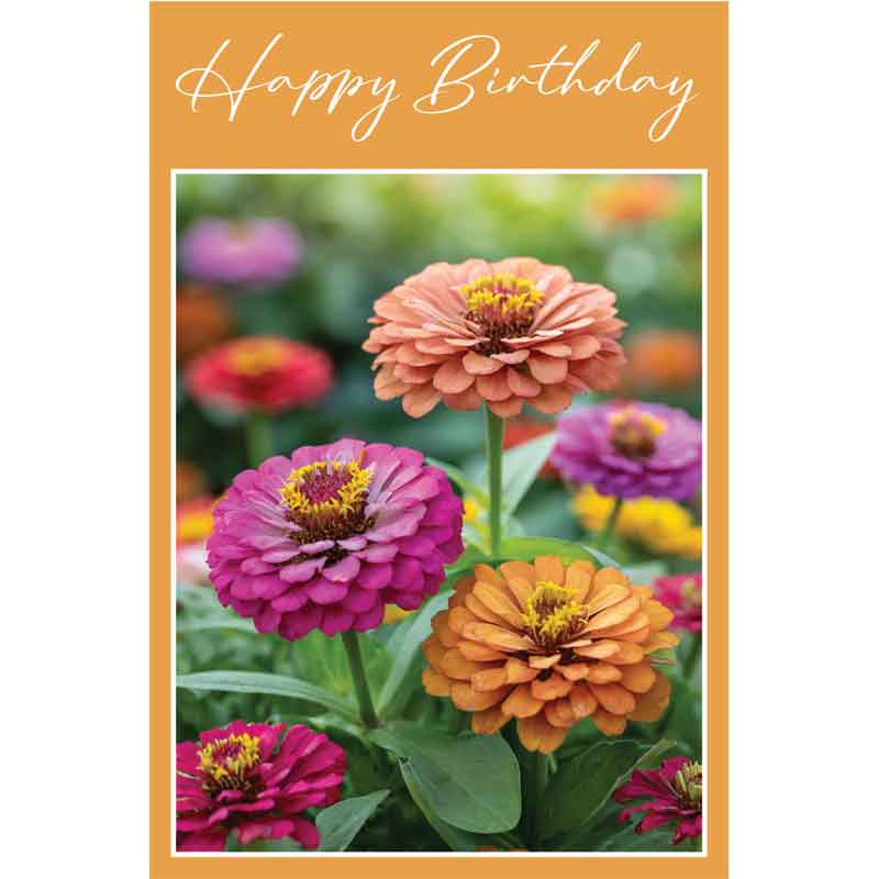 C50 ZINNIAS BIRTHDAY CARD 6S