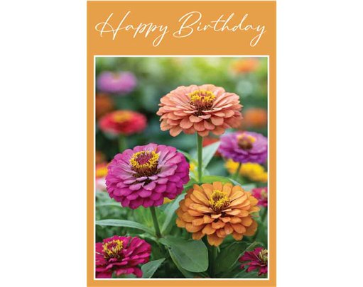 C50 ZINNIAS BIRTHDAY CARD 6S