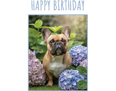 C50 FRENCH BULLDOG BIRTHDAY CARD 6S