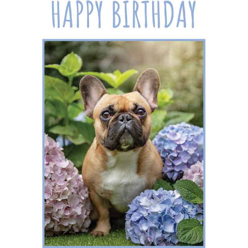C50 FRENCH BULLDOG BIRTHDAY CARD 6S