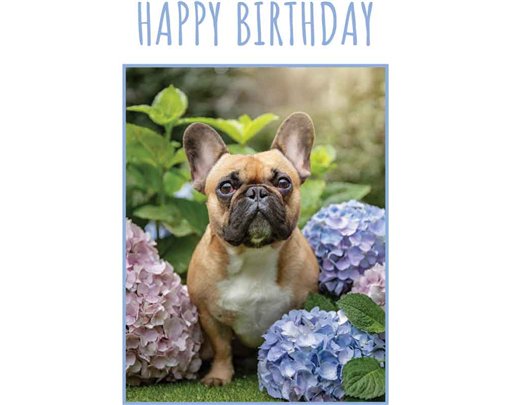 C50 FRENCH BULLDOG BIRTHDAY CARD 6S