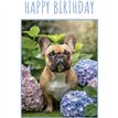 C50 FRENCH BULLDOG BIRTHDAY CARD 6S