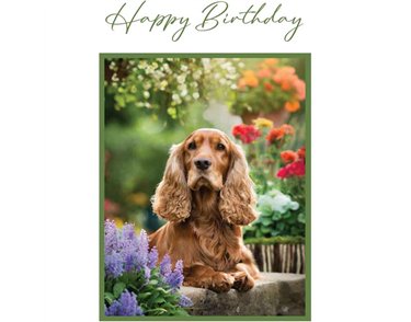 C50 SPANIEL BIRTHDAY CARD 6S