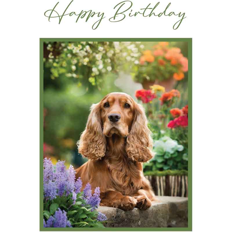 C50 SPANIEL BIRTHDAY CARD 6S
