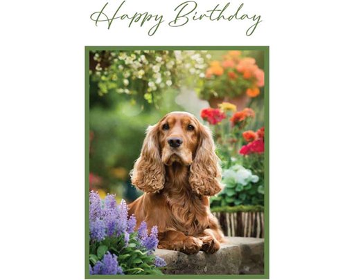 C50 SPANIEL BIRTHDAY CARD 6S