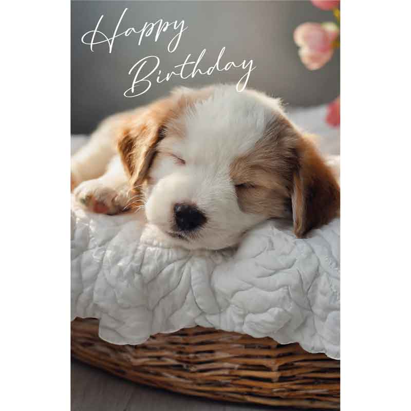 C50 SLEEPING PUPPY BIRTHDAY CARD 6S