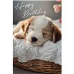 C50 SLEEPING PUPPY BIRTHDAY CARD 6S
