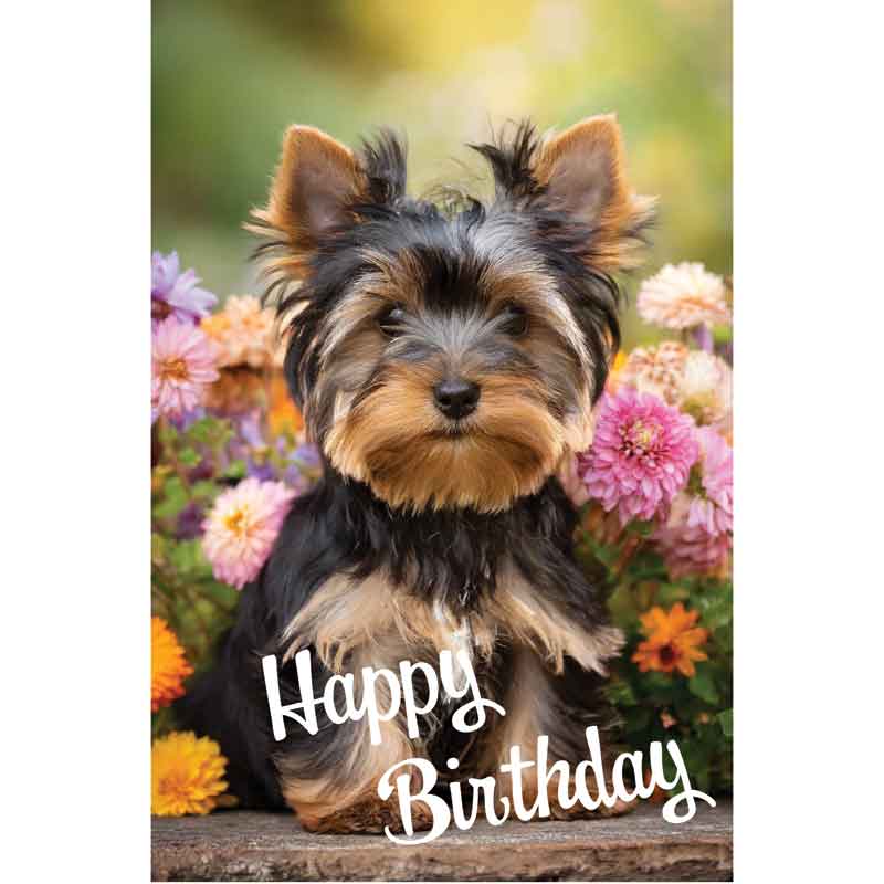 C50 TERRIER PUPPY BIRTHDAY CARD 6S