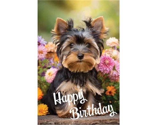 C50 TERRIER PUPPY BIRTHDAY CARD 6S