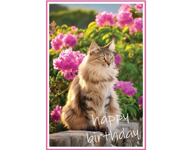 C50 MAINE COON CAT BIRTHDAY CARD 6S