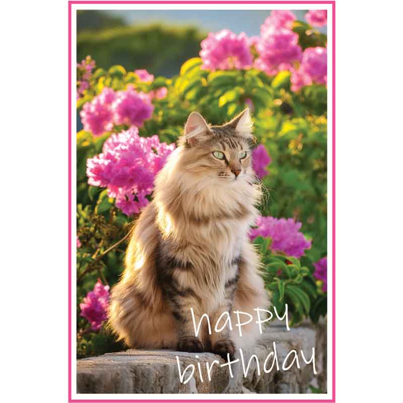 C50 MAINE COON CAT BIRTHDAY CARD 6S