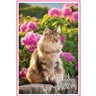 C50 MAINE COON CAT BIRTHDAY CARD 6S