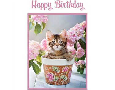 C50 KITTEN IN A FLOWER POT BIRTHDAY 6S
