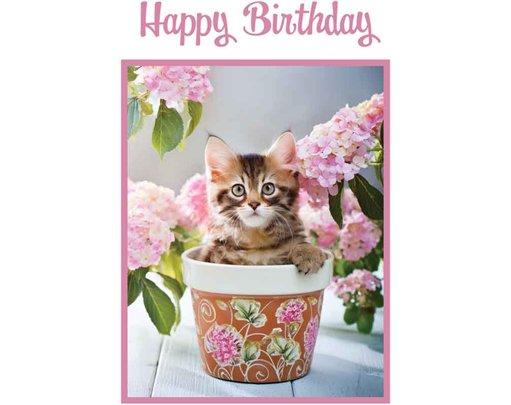 C50 KITTEN IN A FLOWER POT BIRTHDAY 6S