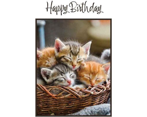 C50 KITTENS IN A BASKET BIRTHDAY CARD 6S