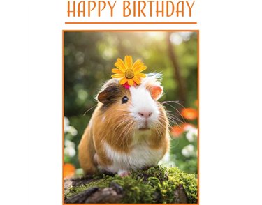C50 GUINEA PIG BIRTHDAY CARD 6S