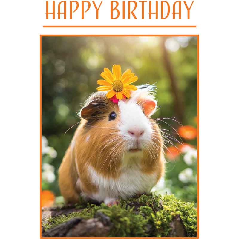 C50 GUINEA PIG BIRTHDAY CARD 6S