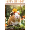 C50 GUINEA PIG BIRTHDAY CARD 6S