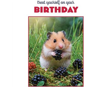 C50 HAMSTER BIRTHDAY CARD 6S