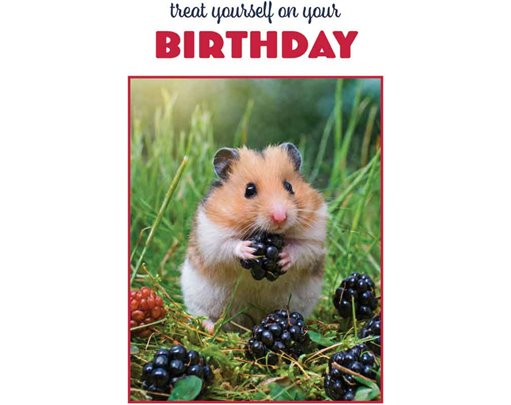 C50 HAMSTER BIRTHDAY CARD 6S