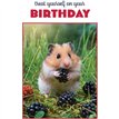 C50 HAMSTER BIRTHDAY CARD 6S
