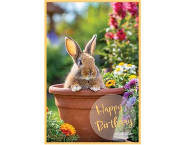 C50 RABBIT IN A FLOWER POT BIRTHDAY CARD 6S