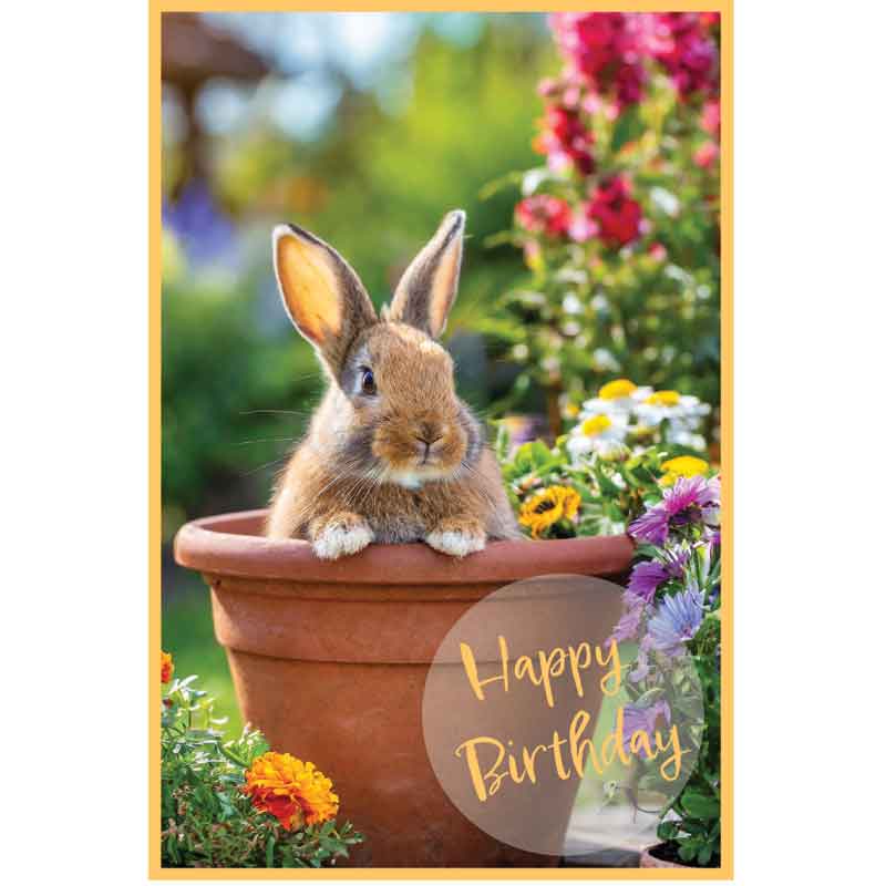 C50 RABBIT IN A FLOWER POT BIRTHDAY CARD 6S