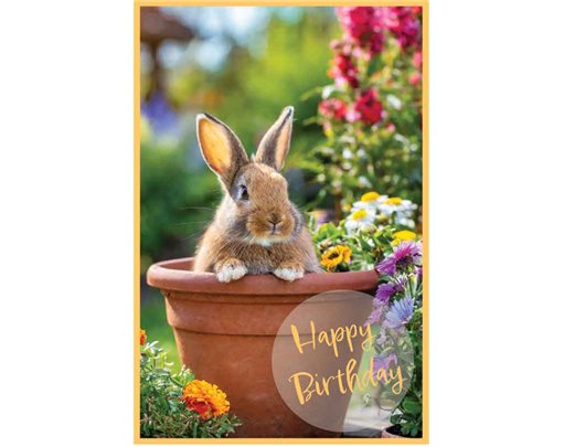 C50 RABBIT IN A FLOWER POT BIRTHDAY CARD 6S