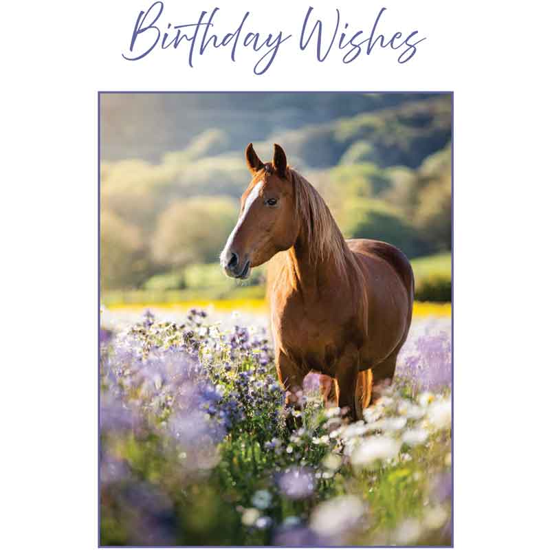 C50 HORSE BIRTHDAY CARD 6S
