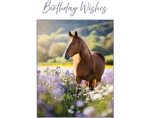 C50 HORSE BIRTHDAY CARD 6S
