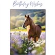 C50 HORSE BIRTHDAY CARD 6S