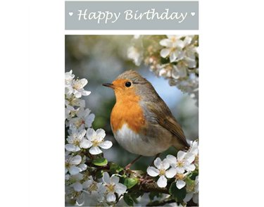 C50 ROBIN BIRTHDAY CARD 6S