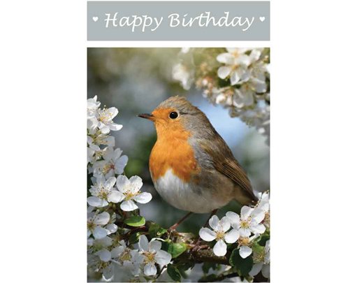 C50 ROBIN BIRTHDAY CARD 6S